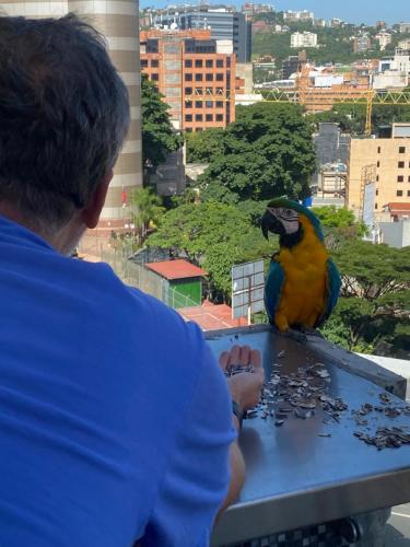 un hombre alimentando a un pájaro colorido en una mesa en Ololo Caracas, en Caracas