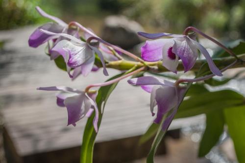 Κήπος έξω από το Pousada Flor do Mato