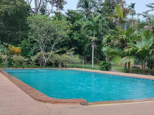 Piscine de l'établissement Tree Tops River Huts ou située à proximité