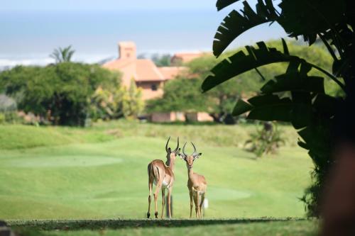 two deer standing next to each other on a golf course at San Lameer Villa - 14014 - 5 Bedroom Luxury - 10 pax - San Lameer Rental Agency in Southbroom