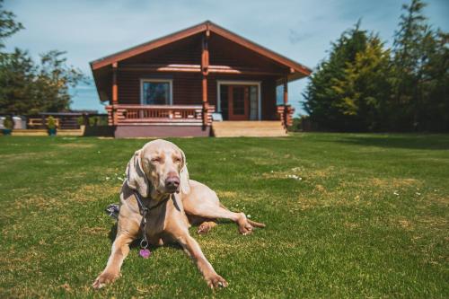 a dog laying in the grass in front of a cabin at Bunnahahbain - Two Bedroom Luxury Log Cabin with Private Hot Tub in Berwick-Upon-Tweed