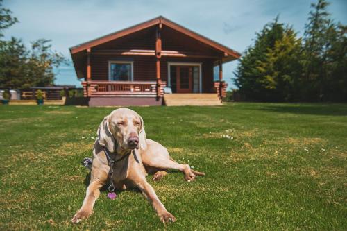 a dog laying in the grass in front of a cabin at Strathisla - Luxury Two Bedroom Log Cabin with Private Hot Tub & Sauna in Berwick-Upon-Tweed