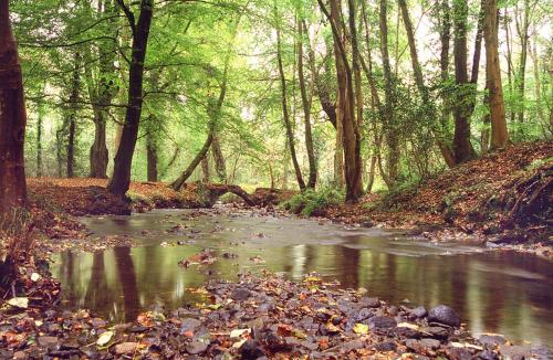 a stream in the middle of a forest with trees at Gwalia House- Stunning Central Townhouse with 3 ensuite bedrooms in Laugharne