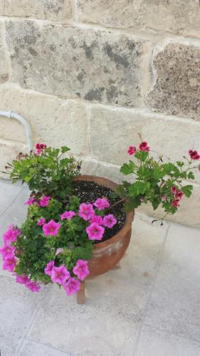 a pot of pink flowers sitting next to a wall at B&B La Casetta in Cavallino di Lecce