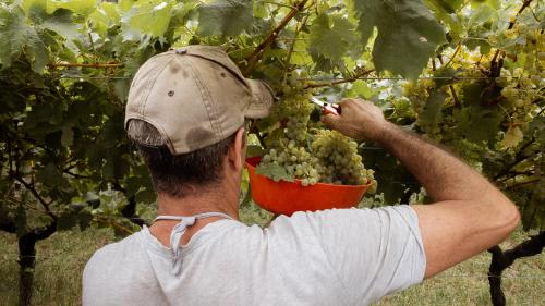 a man is picking grapes from a tree at Agritur al Vigneto in Trento