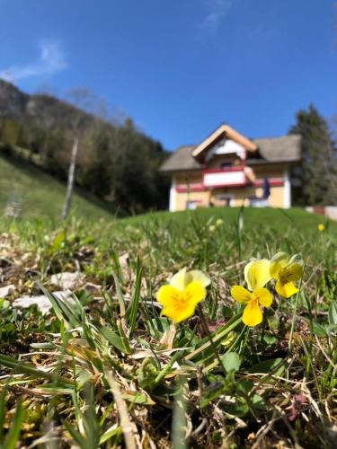 three yellow flowers in the grass in front of a house at Baita Alpenrose in Ugovizza