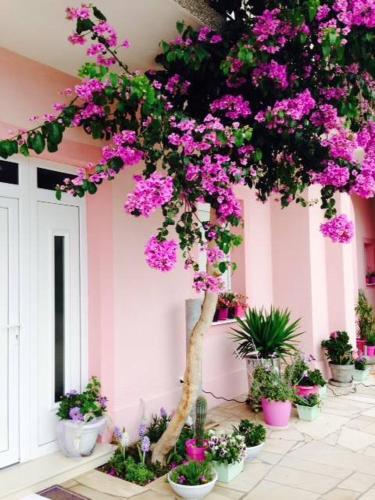 Gallery image of Luxury Apartments Marhella & Jakov in Makarska