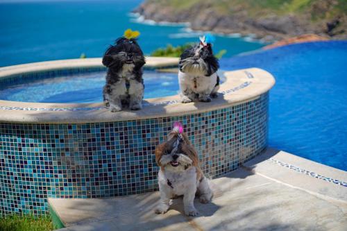 a group of three dogs sitting next to a swimming pool at Cliffside Luxury Inn in Búzios