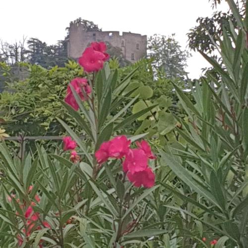 un grupo de flores rosas con un castillo en el fondo en les chambres de Mélis, en Crémieu