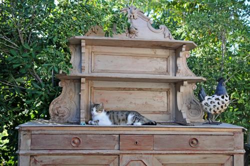 a cat sitting on top of a wooden dresser at B&B La Terre Brûlée in Aigues-Mortes