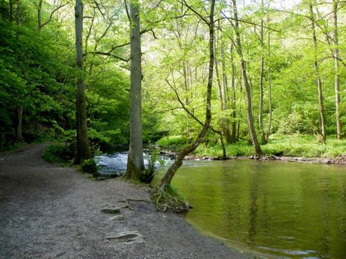 einen Fluss in einem Wald mit Bäumen und Wasser in der Unterkunft Hotel Heiderhof in Obersteinebach