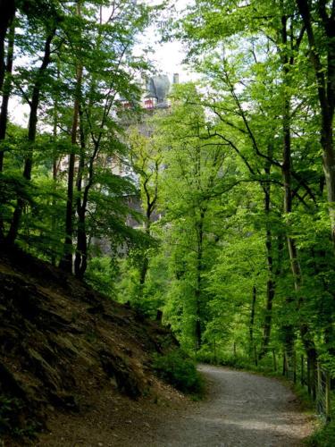 a dirt road through a forest with trees at Hotel Heiderhof in Obersteinebach