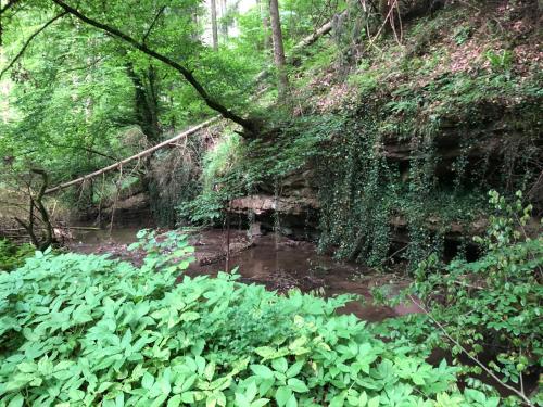 a creek in the middle of a forest at Ferienwohnung am Pferdemarkt in Konz
