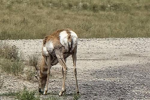 a giraffe eating grass on a gravel road at 3 bed 2.5 bath smart home with rv parking in Casper