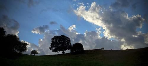 a tree on top of a hill with a cloudy sky at Maison chaleureuse et lumineuse à 400m de la plage in Veulettes-sur-Mer