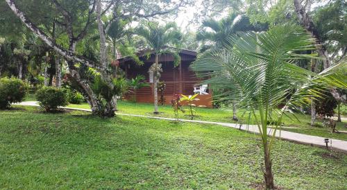 a small palm tree in front of a house at The Log Cab-Inn in San Ignacio