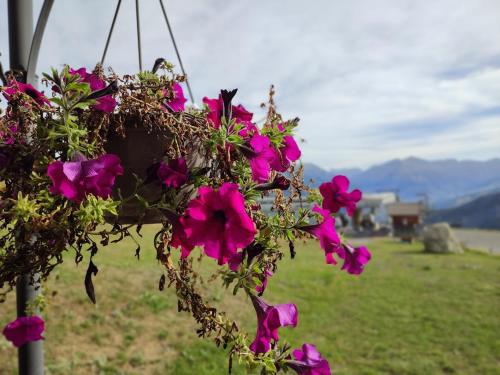 a pot of pink flowers hanging from a pole at Chalet Hôtel Les Blancs in Pra-Loup
