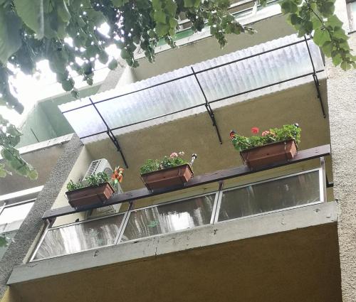 three potted plants on a balcony on a building at Natasa Apartman in Orosháza