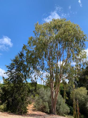 a tree in the middle of a field with bushes at RIVERSIDE RANCH by Nature Bliss in Vila Nova de Milfontes