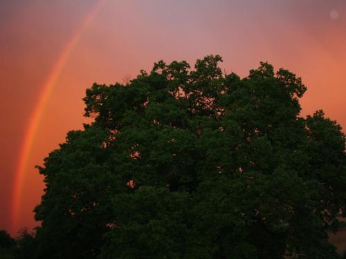 a tree with a rainbow in the background at La Bastide du Chêne in Montégut