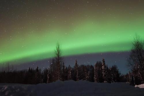 an aurora shines in the sky over a forest of trees at Susitna River Lodging, Backwoods Cabins in Talkeetna