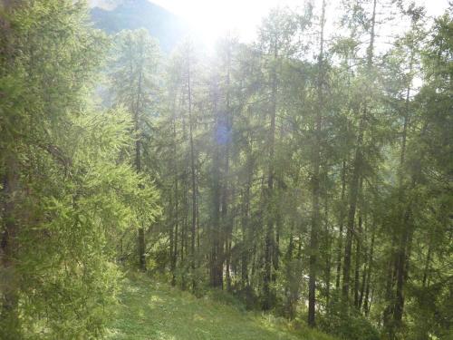 Appartement familial, proche du centre et des pistes, avec terrasse en lisière de forêt - FR-1-322-322