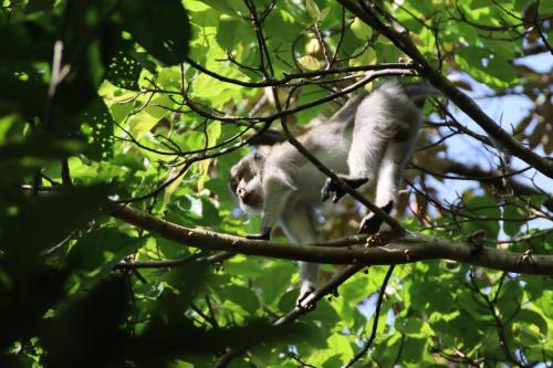 a monkey is sitting on a tree branch at Tetebatu Indah Homestay in Tetebatu