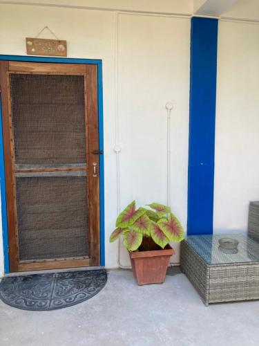 a plant in a pot sitting next to a door at JAGUAR MORNING STAR in Caye Caulker