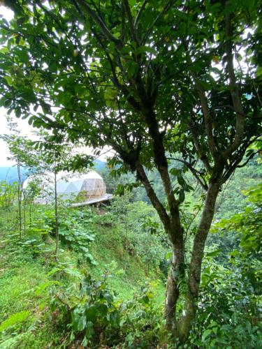 a tree on a hill with a tent in the background at North Dome & Suite in Rize
