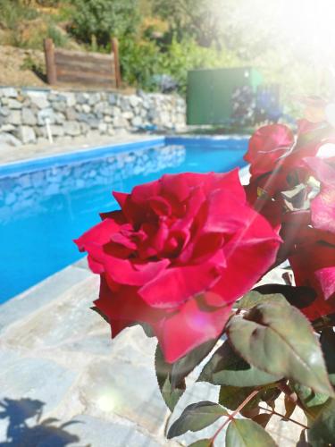 a red rose sitting next to a swimming pool at Agrompelo House in Agros