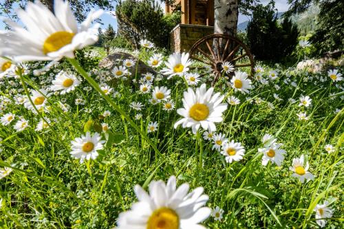 a field of white flowers in front of a house at Flying Saddle Resort and Steak House in Alpine