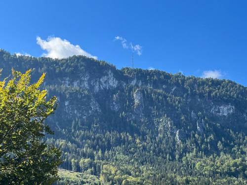 a mountain with trees on the side of it at Die Landhausvilla in Unterach am Attersee in Unterach am Attersee