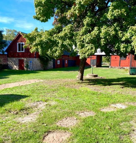 a tree in a field next to a red barn at Bo i egen stuga på härlig ölandsgård in Köpingsvik