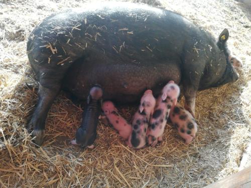 Fotografie z fotogalerie ubytování ZOOPARK Zelčín v Mělníku