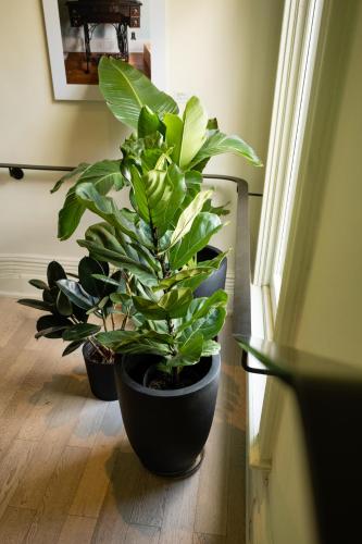 three potted plants sitting on a floor in a room at Gladstone House in Toronto