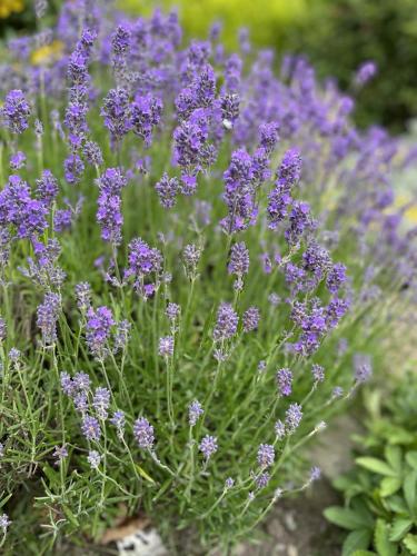 a bunch of purple flowers in a garden at Galloway Farmstay Claunch in Newton Stewart