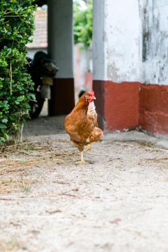a chicken walking on the ground near a building at Monte Do Areeiro in Coruche