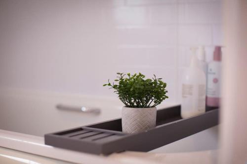 a plant sitting on a shelf in a bathroom at Calm Scottish Country Escape with Hot Tub Sleeps 6 in Inverness