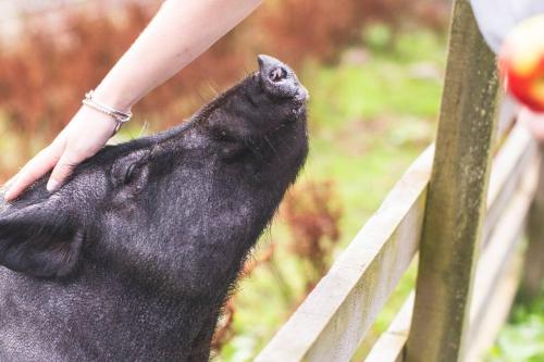 a woman is petting a black bear on a fence at Calm Scottish Country Escape with Hot Tub Sleeps 6 in Inverness