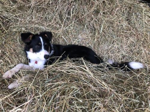 a black and white dog laying in the hay at The Studio at Pitmeadow Farm in Dunning
