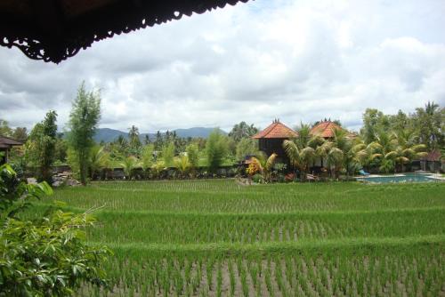 a field of green grass with houses in the background at Atres Villa in Munduk