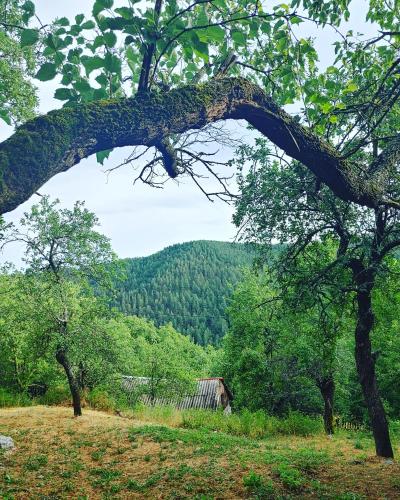 a tree branch with a view of a mountain at Vila Bella Mia in Timotijevići