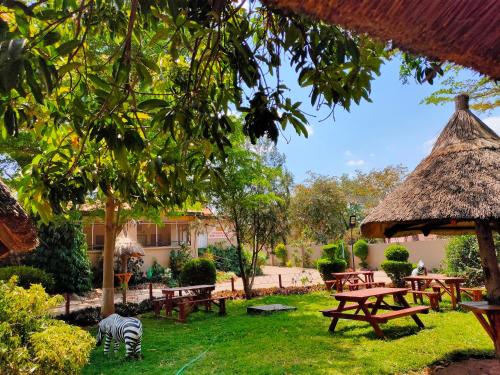 a zebra grazing in a yard with picnic tables at Golden Days Lodge in Livingstone