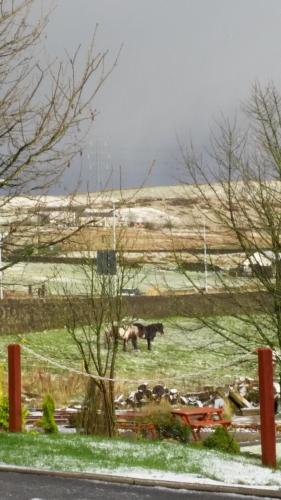 a horse is standing in a field in a field at Grains Bar Hotel in Oldham
