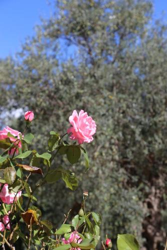 a pink rose in front of a tree at La Masseria PietraMarmo Caiazzo - App to con vista in Caiazzo