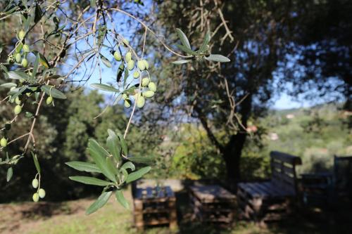 a group of benches sitting under a tree at La Masseria PietraMarmo Caiazzo - App to con vista in Caiazzo