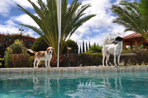 zwei Hunde stehen neben einem Pool in der Unterkunft Lujosa Quinta Vacacional Ibarra in Ibarra