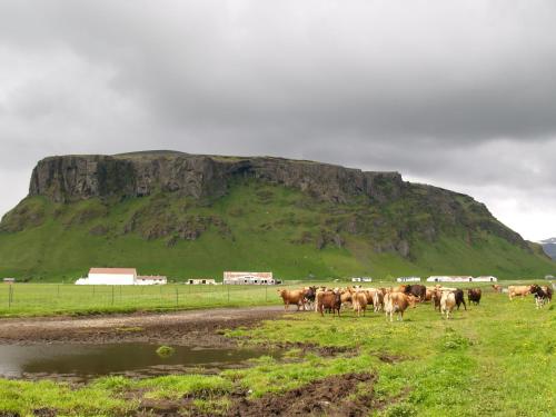 a herd of cows standing in a field in front of a mountain at Vestri Pétursey in Vestri Pétursey
