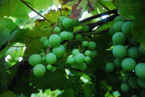 a bunch of green grapes hanging from a tree at Agriturismo Al Marnich in Schignano