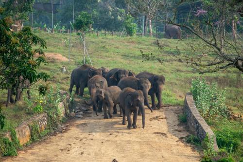 a herd of elephants walking down a dirt road at Pinnawala Elephant Front View Hotel in Rambukkana